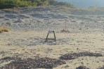 Marathonisi (Schildkröteninsel) - Insel Zakynthos foto 17