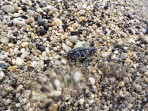Unechte Karettschildkröte (Caretta caretta) - Insel Zakynthos foto 13