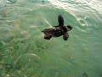 Unechte Karettschildkröte (Caretta caretta) - Insel Zakynthos foto 15