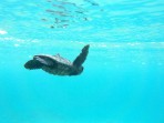 Unechte Karettschildkröte (Caretta caretta) - Insel Zakynthos foto 16
