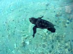 Unechte Karettschildkröte (Caretta caretta) - Insel Zakynthos foto 17