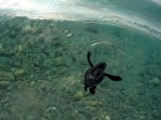 Unechte Karettschildkröte (Caretta caretta) - Insel Zakynthos foto 18