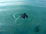 Unechte Karettschildkröte (Caretta caretta) - Insel Zakynthos foto 20