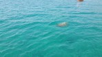 Unechte Karettschildkröte (Caretta caretta) - Insel Zakynthos foto 3