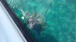 Unechte Karettschildkröte (Caretta caretta) - Insel Zakynthos foto 4