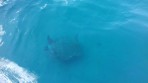 Unechte Karettschildkröte (Caretta caretta) - Insel Zakynthos foto 5