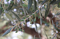Natur (Oliven)